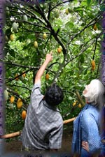 Cocoa pods: Thekkady